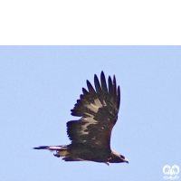 گونه عقاب طلایی Golden Eagle